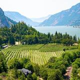 Wine Country