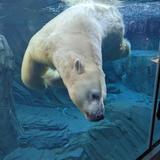 Saint Louis Zoo