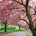 Brooklyn Botanic Garden
