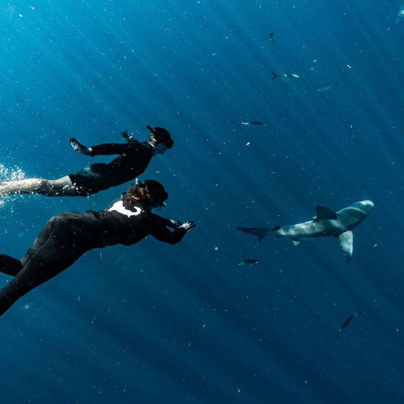 Shark Diving - Atlantic Ocean