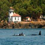 Lime Kiln Point State Park