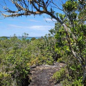 Volcanic Rangitoto Island Hike- Auckland