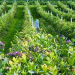 Blueberry Hills Farm