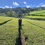 Gorreana Tea Factory