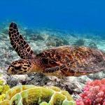 Scuba Diving