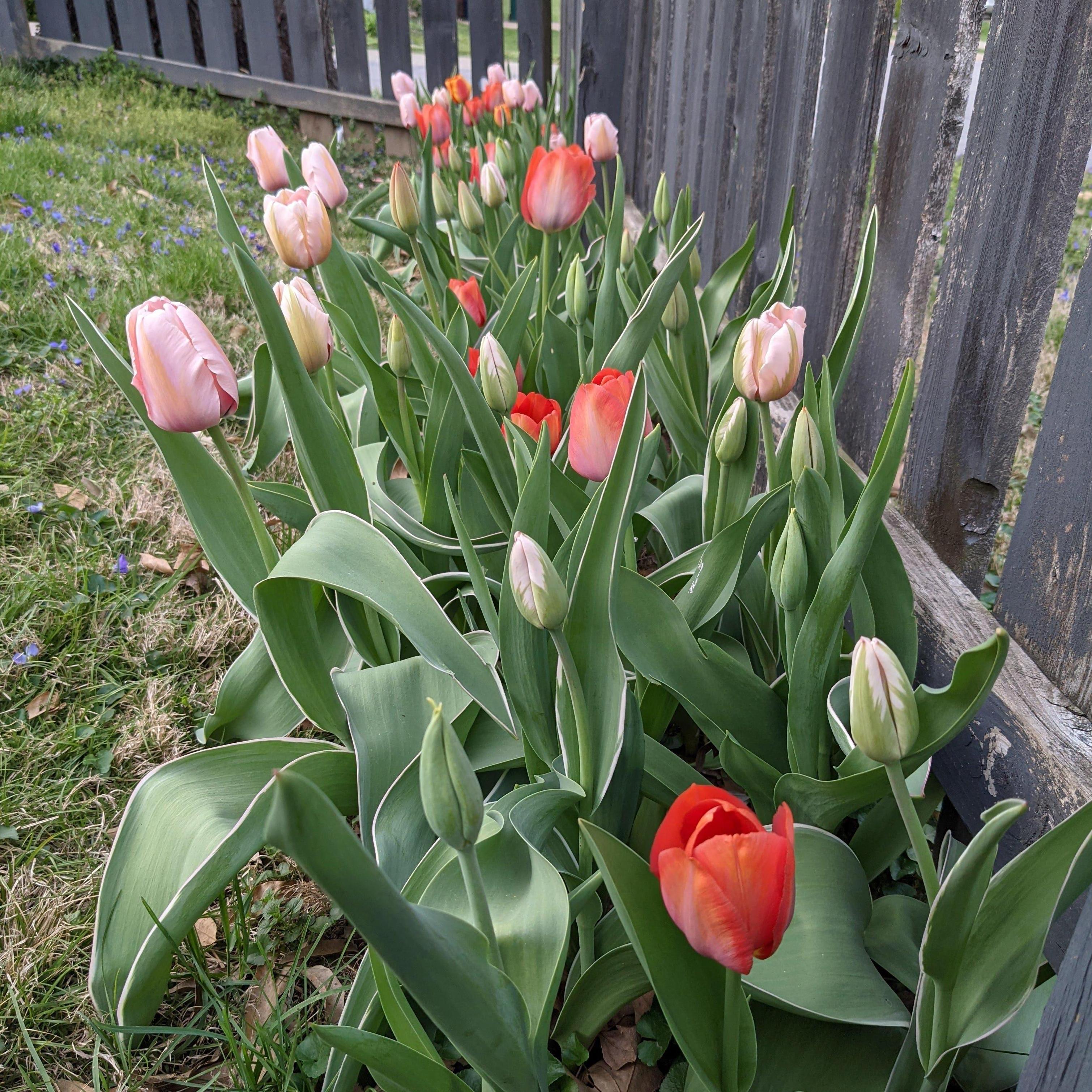 Ari and Teresa's love has bloomed, just like these tulips they planted together.