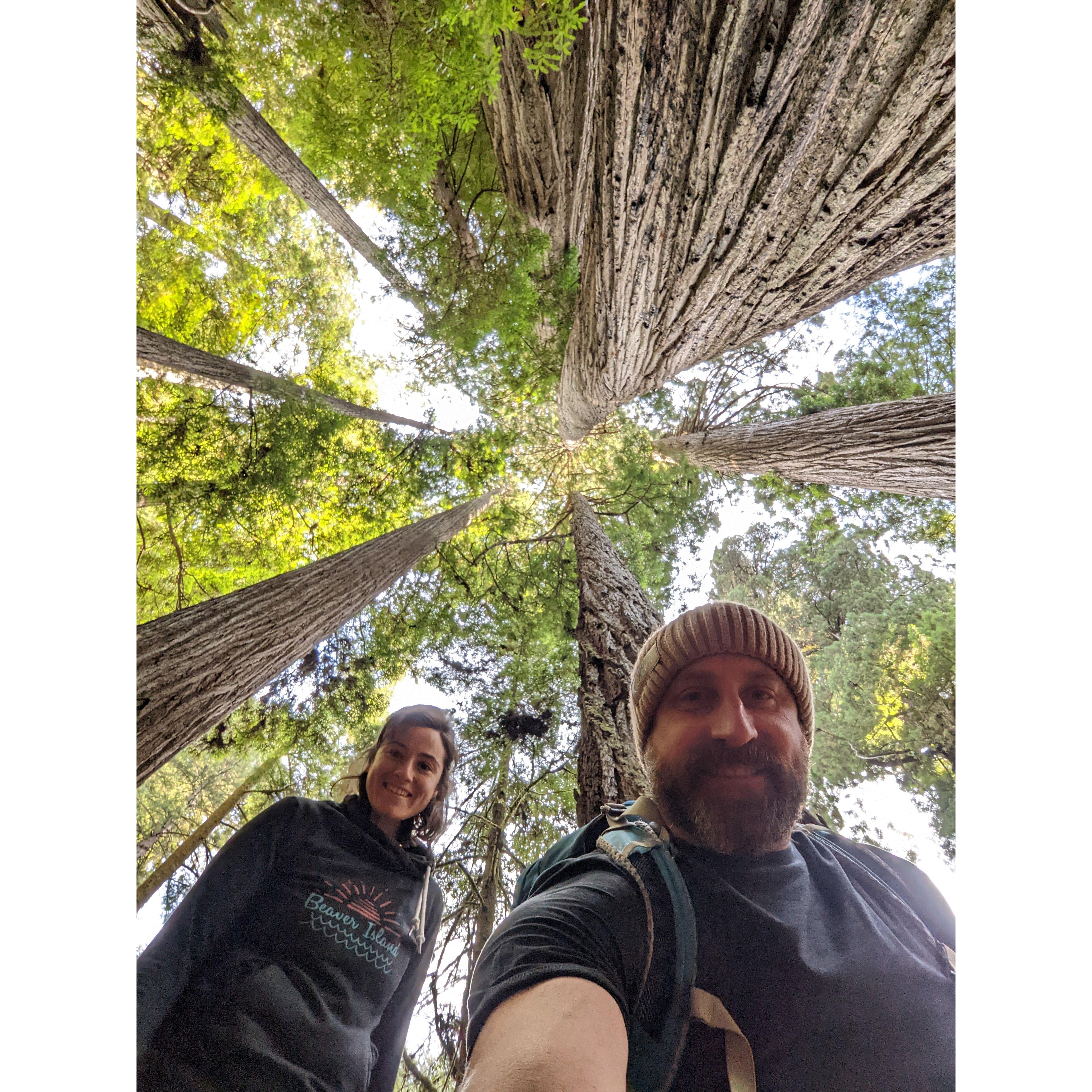 Seen the Redwoods