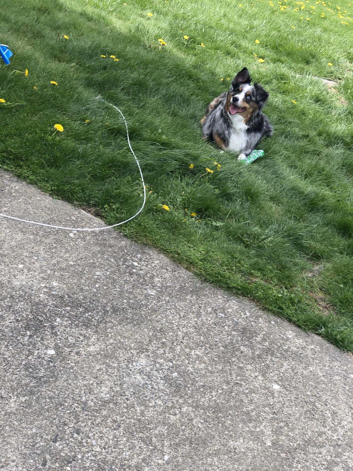 Pic of our puppers. Thanks to Matt I became that dog mom