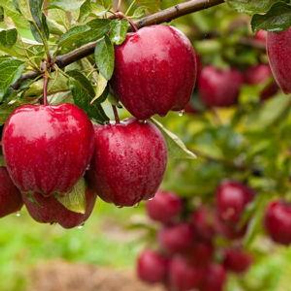 Ed & Zoe's Fruit Tree Fund