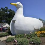 The Big Duck