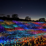 Field of Light At Sensorio