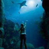 Tennessee Aquarium