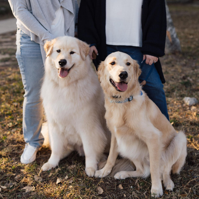 Our Golden Retriever Fund