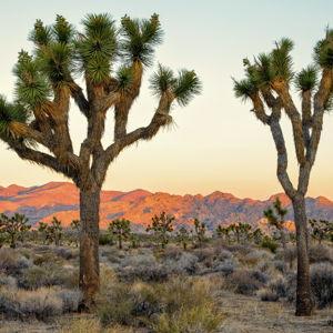 Honeymoon to Joshua Tree National Park