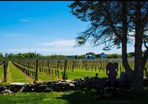 Newport Vineyards