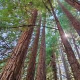 The Forest of Nisene Marks State Park
