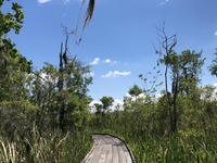 Barataria Preserve