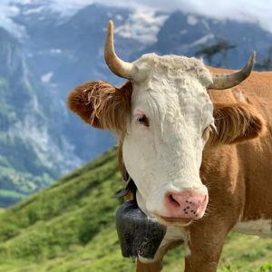 Alpine Cheese tasting + tour