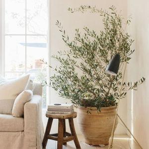 Home and Newlywed Fund