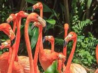 Ardastra Gardens, Zoo and Conservation Centre