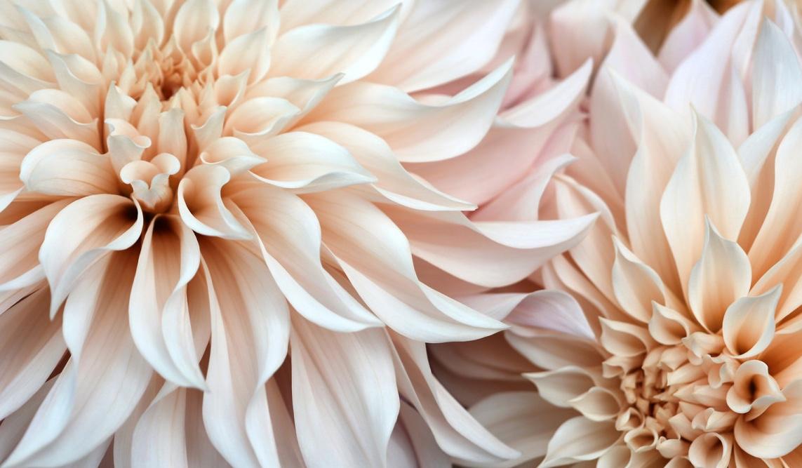 The Wedding Website of Carlina Brown and Felipe Serrano