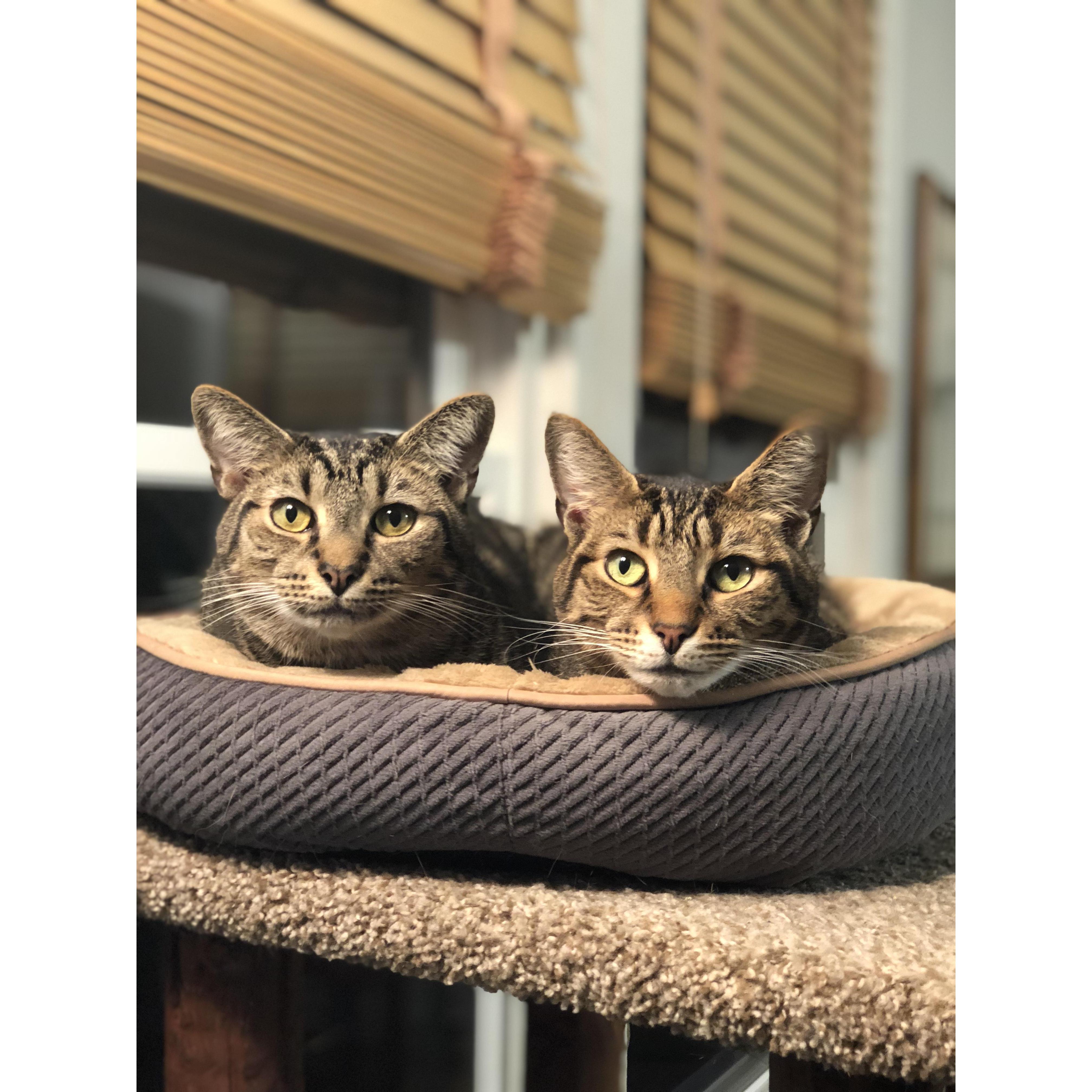 Our favorite fluffballs