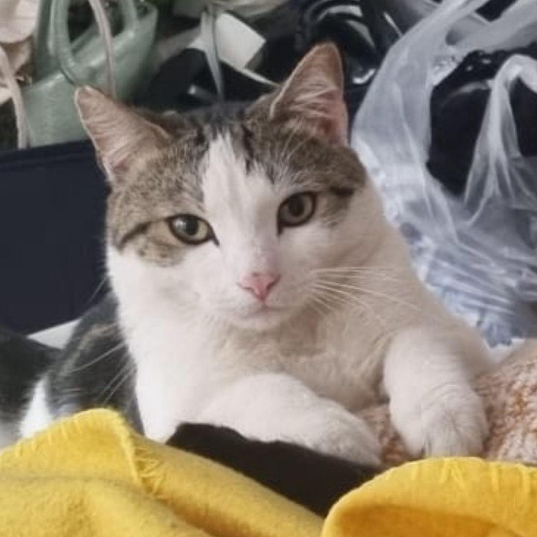 Stilton (the cat)