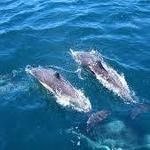 AJ's Water Adventures