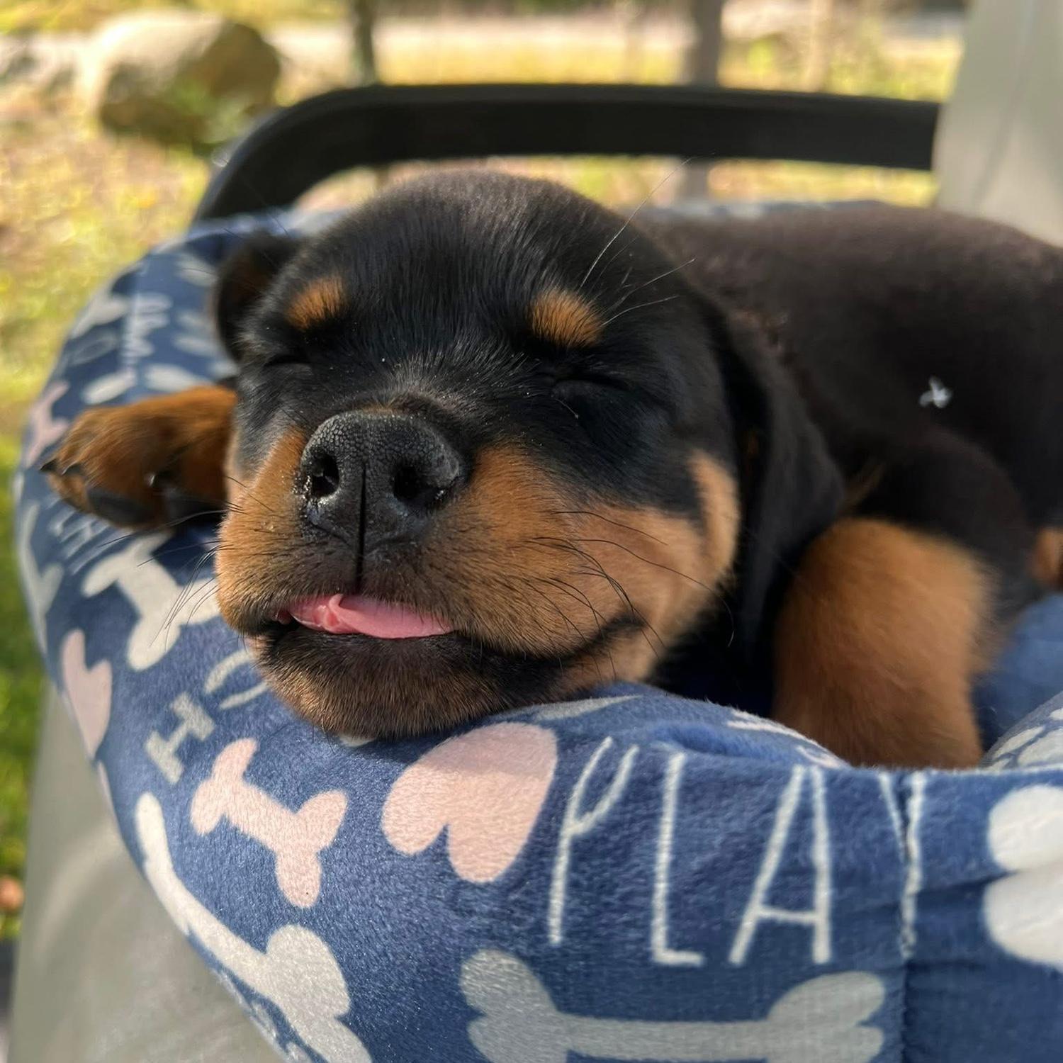 Mollie napping at our camp - Brant Lake
