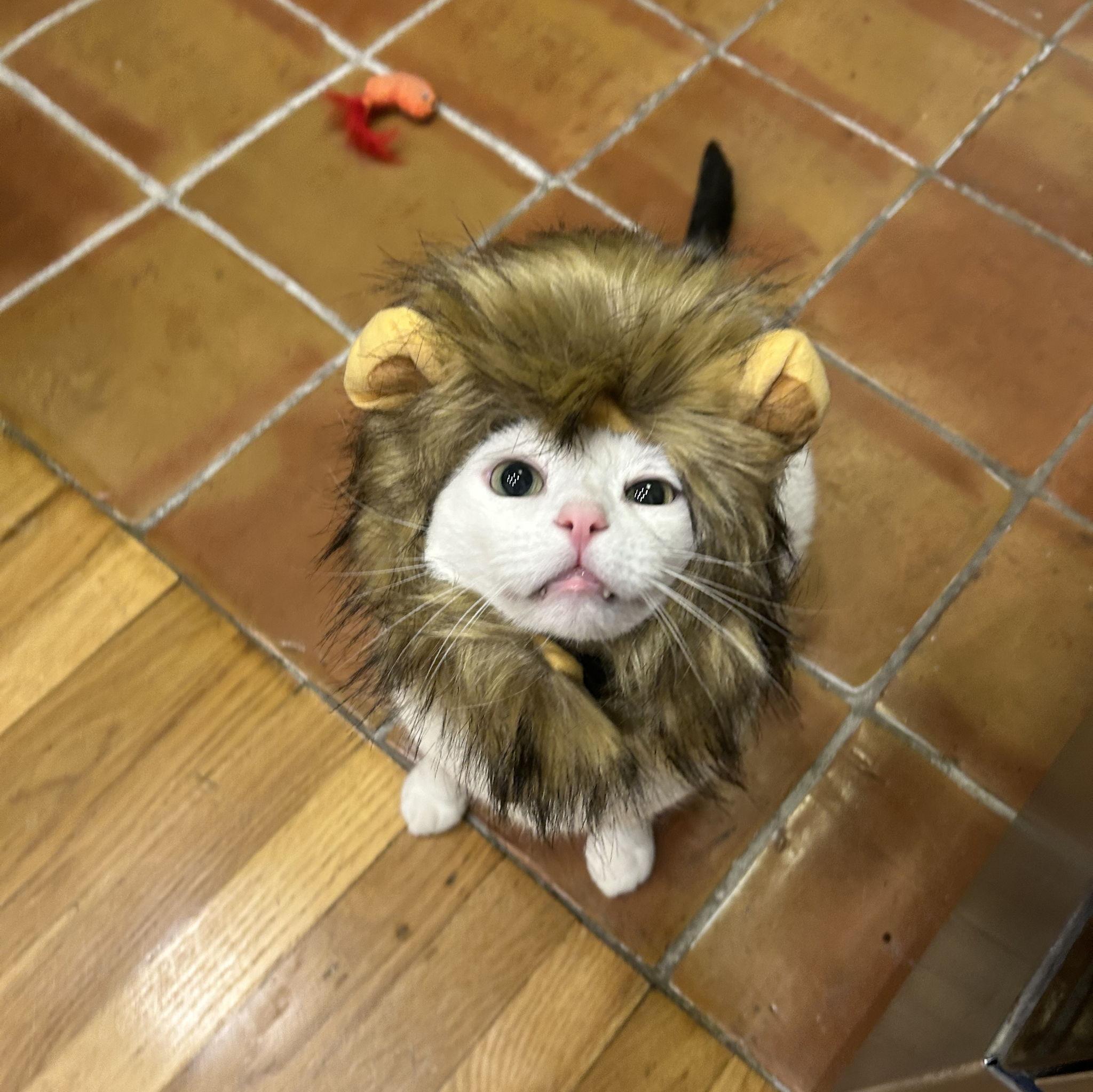 Bruce, the king & cat of honor