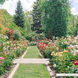 McKinley Rose Garden