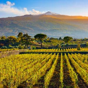 Etna Jeep Tour and Winery