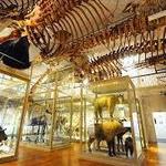 The Harvard Museum of Natural History