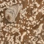 Devonian Fossil Gorge