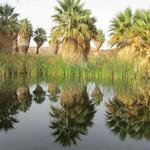 Coachella Valley Preserve - Thousand Palms Oasis Preserve