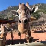 Cheyenne Mountain Zoo