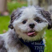 His name is Bosley - and he's a Sunday afternoon crowd pleaser at the hospital.