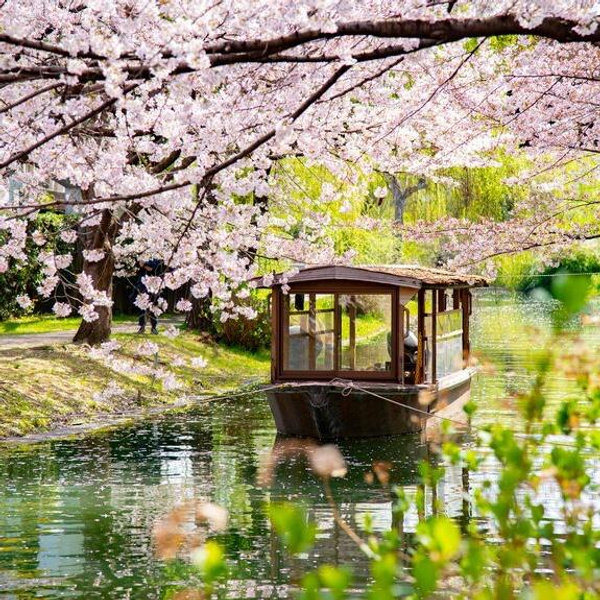 Japan Honeymoon