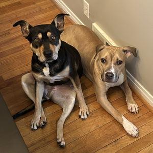 Rebel Dog Rescue