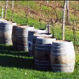 Ventimiglia Vineyard