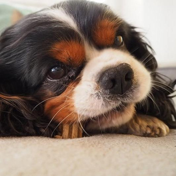 Help me convince Adam to adopt a dog!