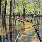 Congaree National Park