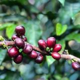 Take a Coffee Tour
