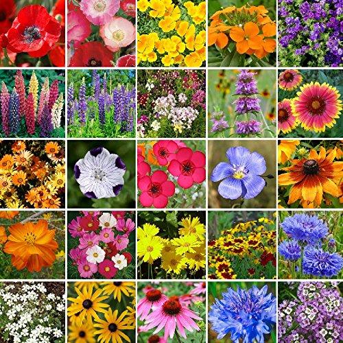 Southeast Wildflower Seed Mix- 1/4 Pound