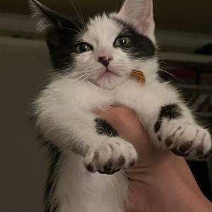 Berkeley Humane
