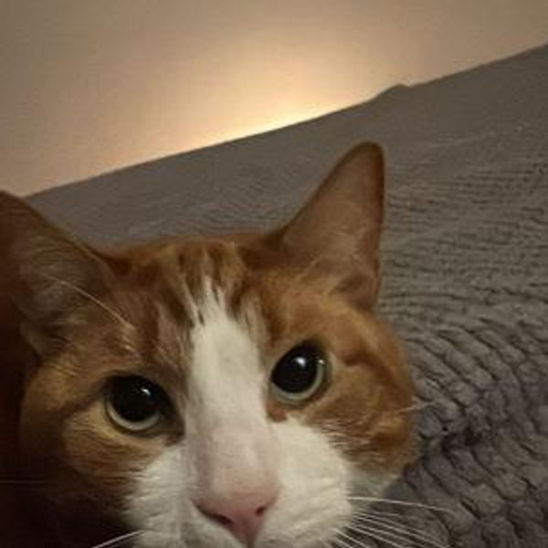 Cat Food for a Month