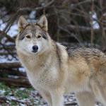 Wolf Sanctuary of PA