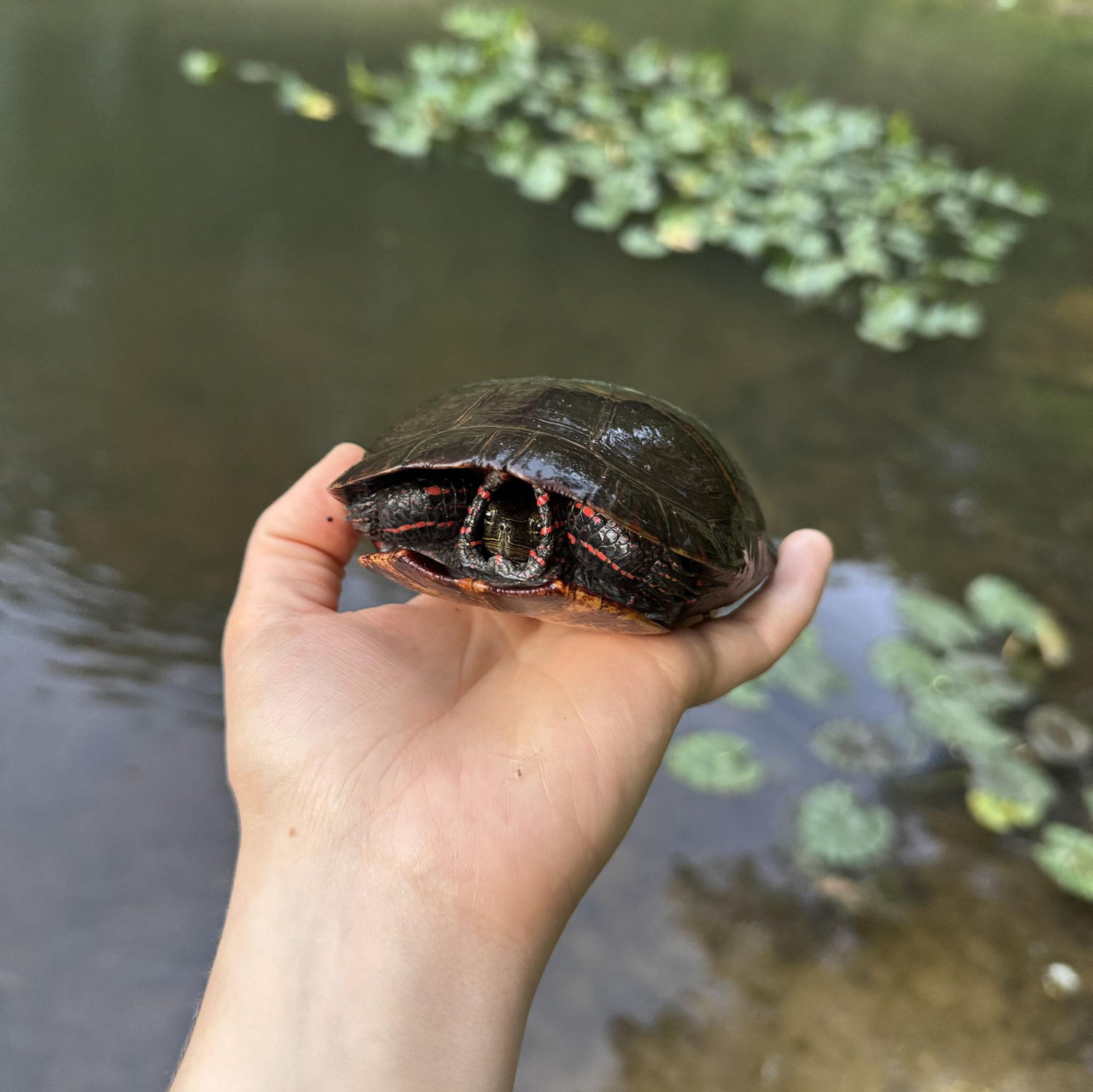 On the second date, Jake caught Melody a turtle out of the pond. We yapped at the pond, and then went to Mtn Lake to yap some more. Jake made up his mind that day... he was going to marry her.