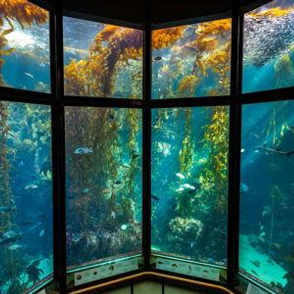 Monterey Bay Aquarium Tickets