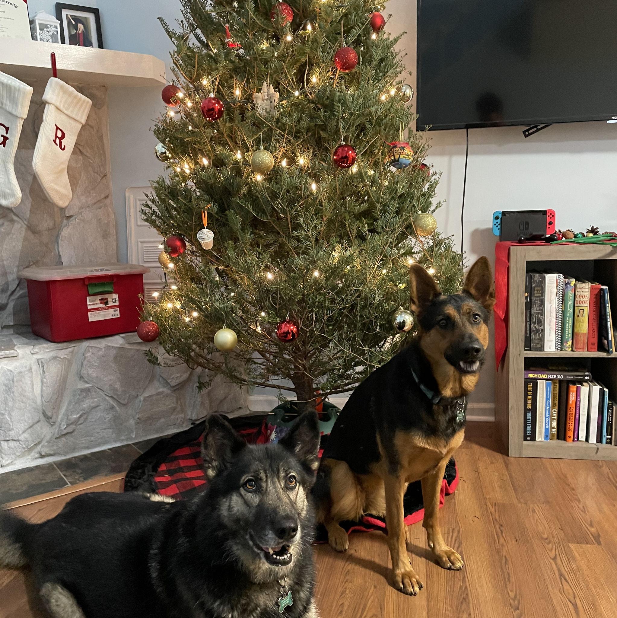 Our first Christmas in Florida